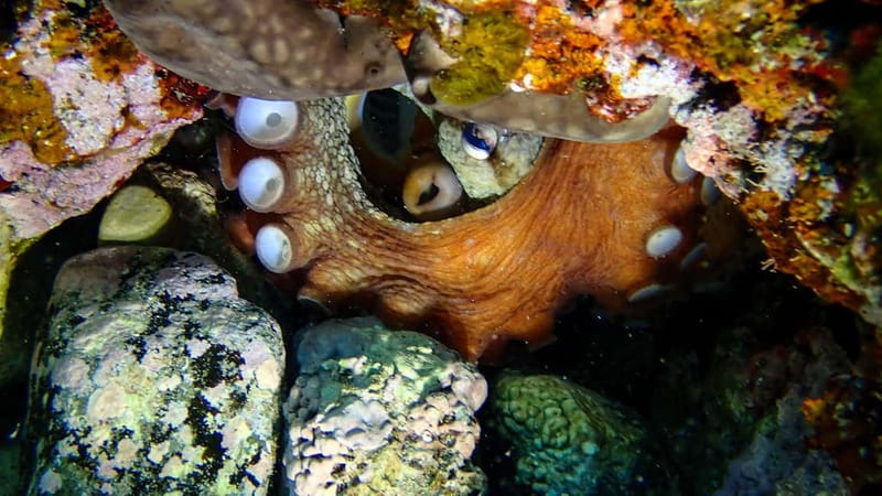 Menorca: Cala Galdana Try Scuba Diving for Beginners - Why Cala Galdana works well for a first underwater session