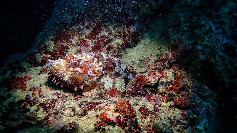 Menorca: Cala Galdana Try Scuba Diving for Beginners - Exploring arches and marine life