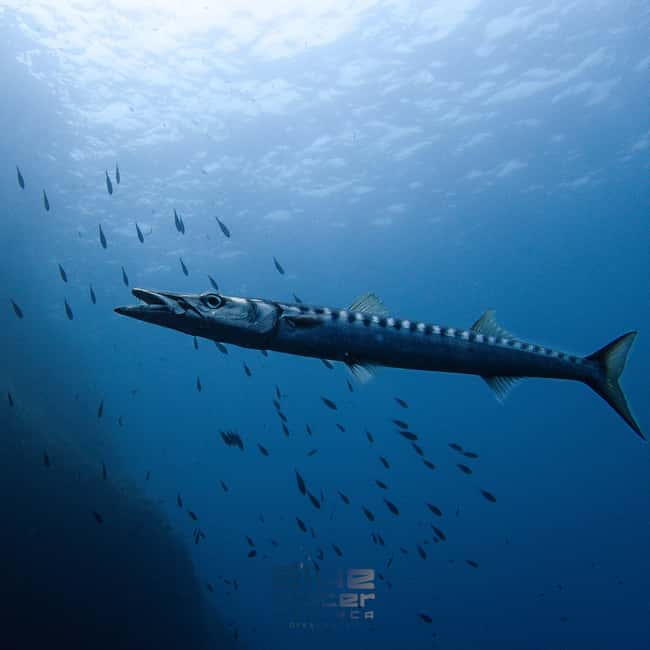 Menorca: Try scuba diving in Cala'n Bosch -BLUEWATER MENORCA - Safety rules you should take seriously