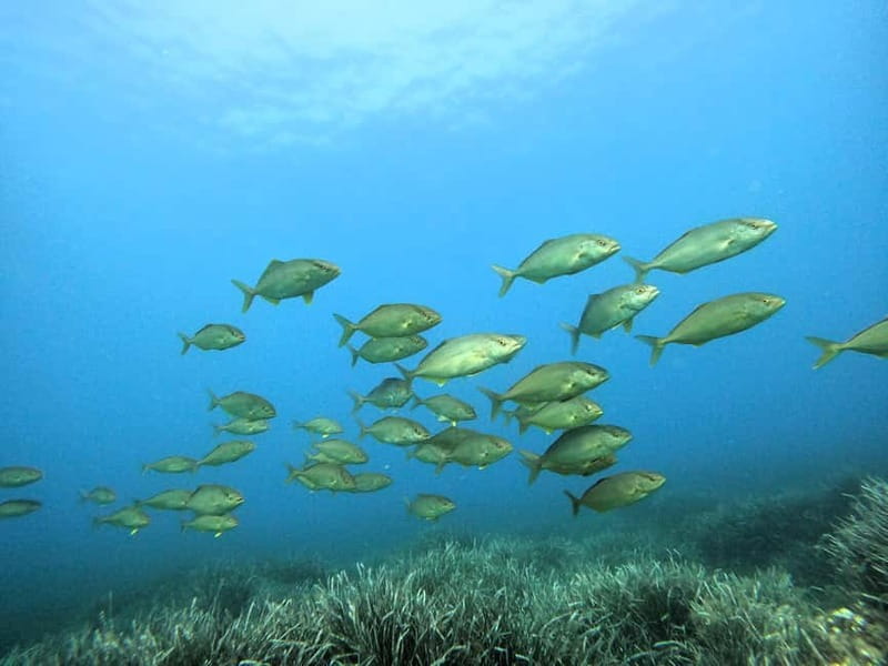 Menorca: Try scuba diving in Cala'n Bosch -BLUEWATER MENORCA - About an hour among Menorca’s marine life