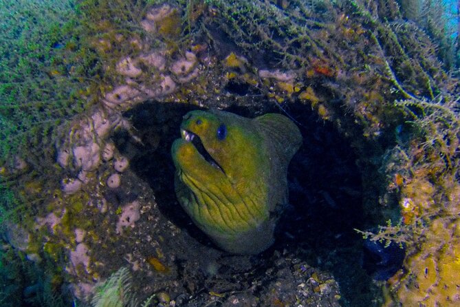 Miami Guided 2-Tank Scuba Diving: South Florida’s Reefs & Wrecks - The Early Start at Miami Beach