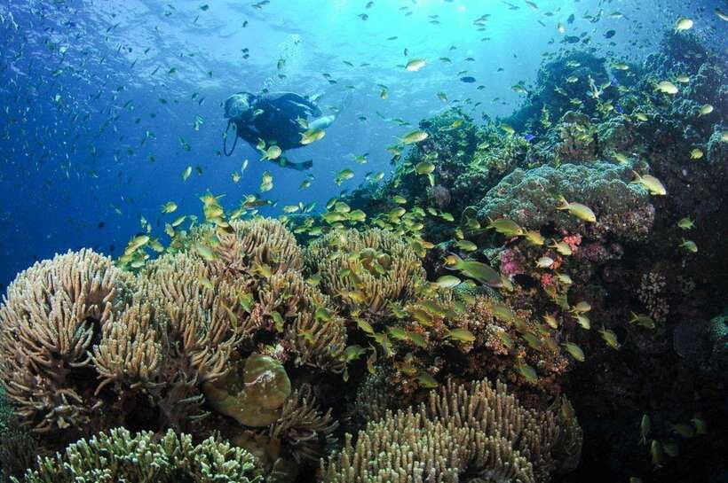 Moalboal: Scuba Diving and Pescador Island Hopping - Why Moalboal’s sardine run is worth the trip