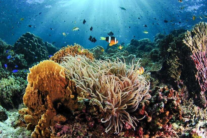 Moalboal: Scuba Diving and Pescador Island Hopping - Marine life: sardines, turtles, and reef fish