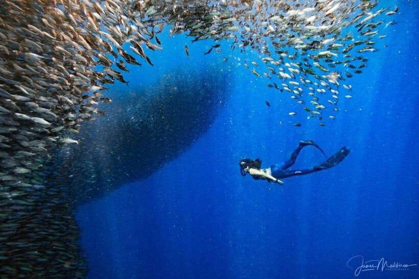 Moalboal: Scuba Diving and Pescador Island Hopping - Is $168 a fair price?