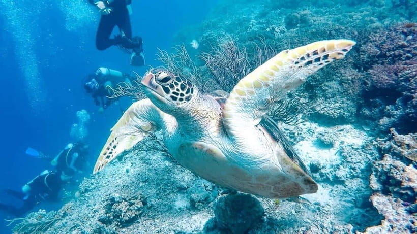 Moalboal: Scuba Diving and Pescador Island Hopping - Should you book it?