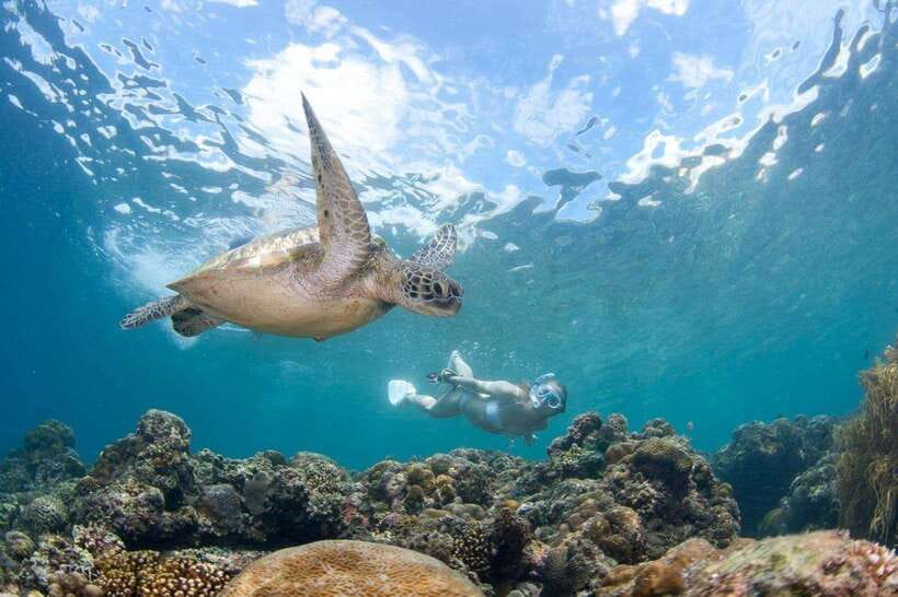 Moalboal: Scuba Diving and Pescador Island Hopping - What the two scuba sessions feel like