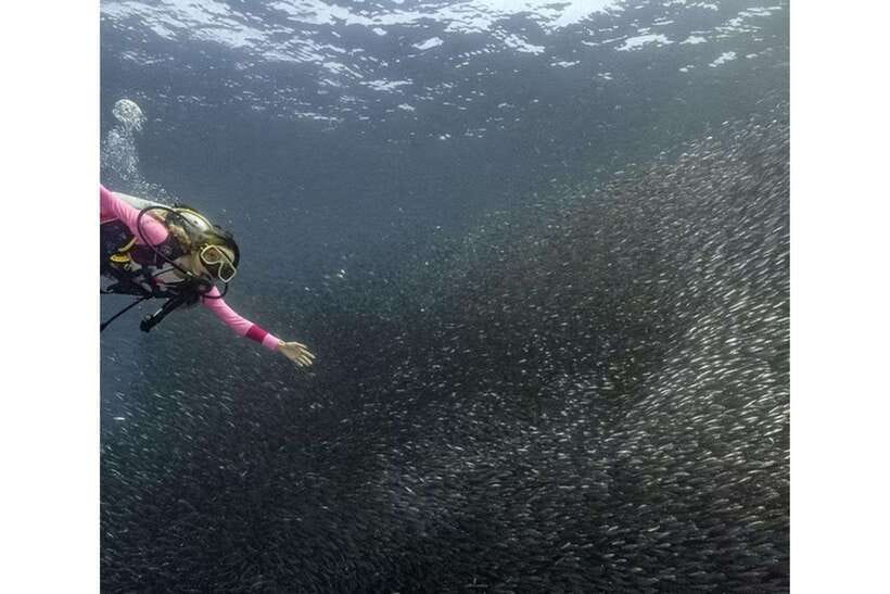 Moalboal : Scuba Diving Sardine Run and Turtle Chasing - Key points to know before booking