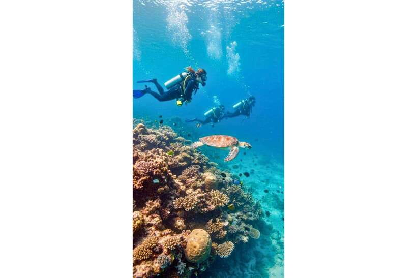 Moalboal : Scuba Diving Sardine Run and Turtle Chasing - Should you book this Moalboal day?