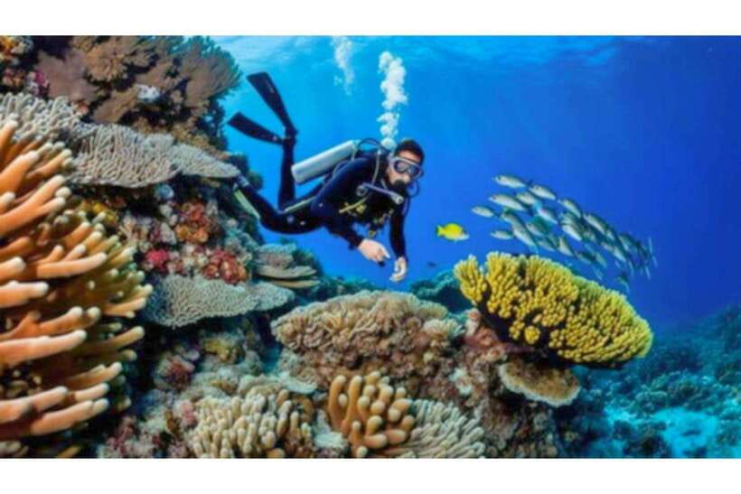 Moalboal : Scuba Diving Sardine Run and Turtle Chasing - Why Moalboal’s sardine run is worth the trip