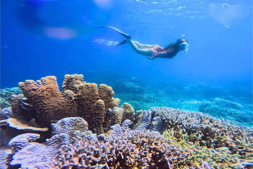 Moalboal : Scuba Diving Sardine Run and Turtle Chasing - A private trip changes the pace