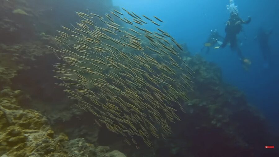 Moalboal : Scuba Diving Sardine Run and Turtle Chasing - The day, stop by stop