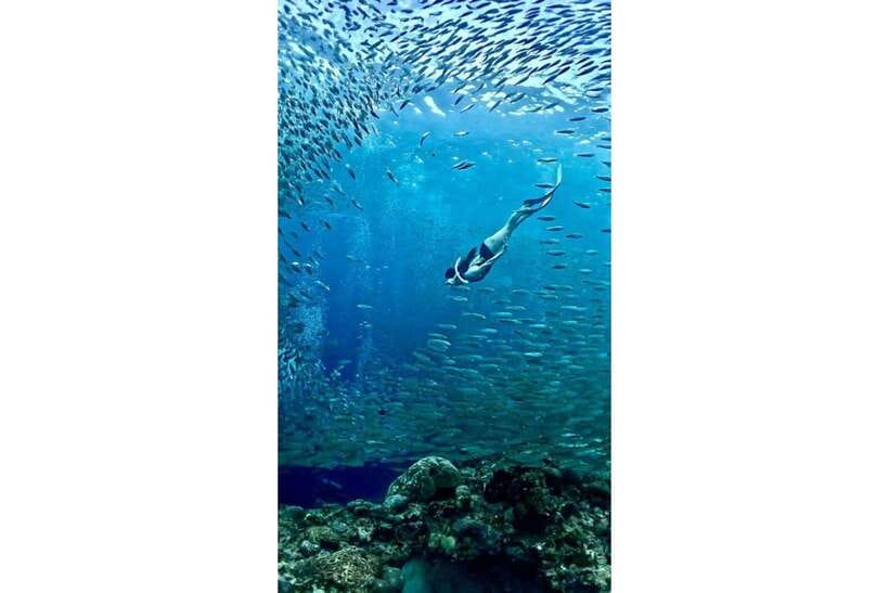 Moalboal : Scuba Diving Sardine Run and Turtle Chasing - What the $168 price covers