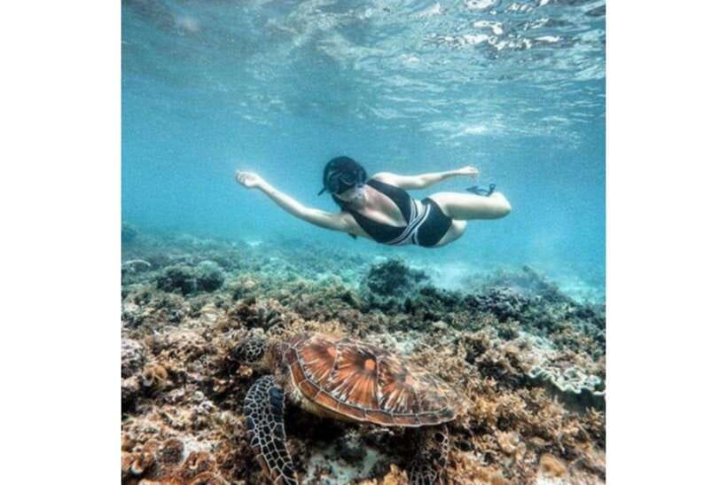 Moalboal : Scuba Diving Sardine Run and Turtle Chasing - Who will enjoy this most