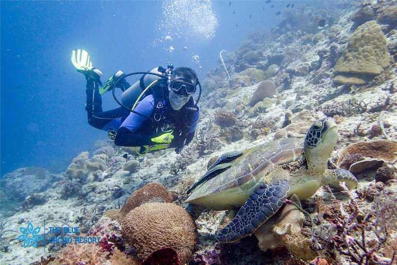 Moalboal : Scuba Diving Sardine Run and Turtle Chasing - Cancellation and timing in plain terms