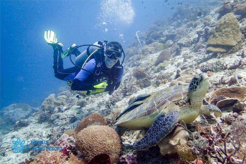 Moalboal : Scuba Diving Sardine Run and Turtle Chasing - What happens at Panagsama Beach