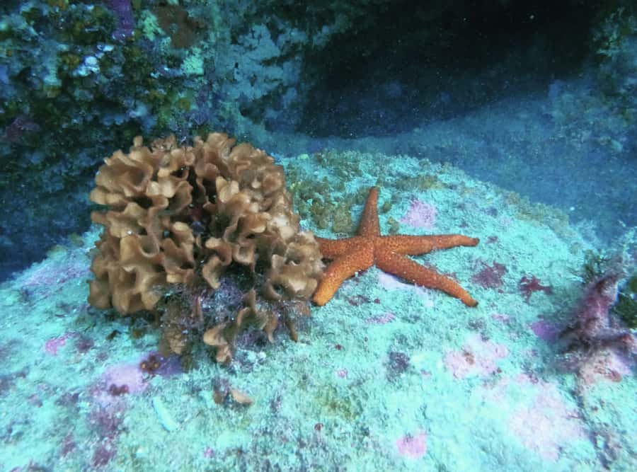 Morocco: PADI Discover Scuba Diving Dive - How the roughly two-hour visit works