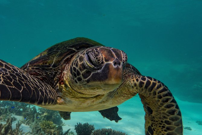 Muiron Island Diving Tour - Snorkeling keeps the day varied