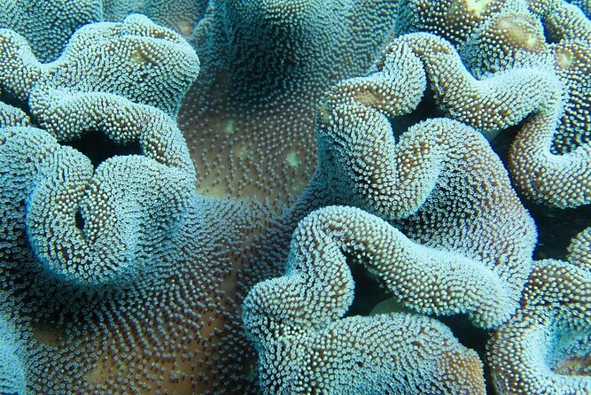 Muiron Island Diving Tour - Lunch, drinks, and the value of the $213.57 price