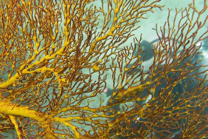 Muiron Island Diving Tour - Food choices and what to bring