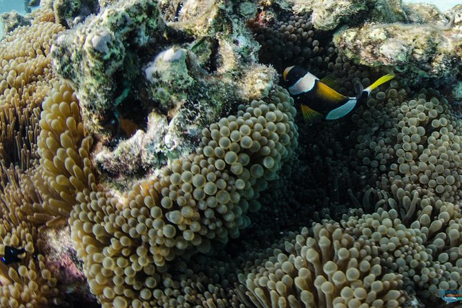 Muiron Island Diving Tour - What beginners and certified scuba participants should expect
