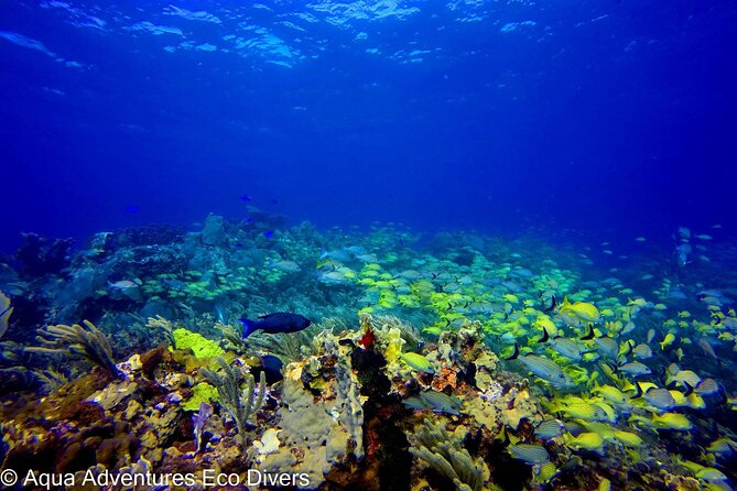 MUSA Museum and Colorful Reef 2 Tank Dive-Certified Divers - MUSA turns a reef outing into an underwater gallery