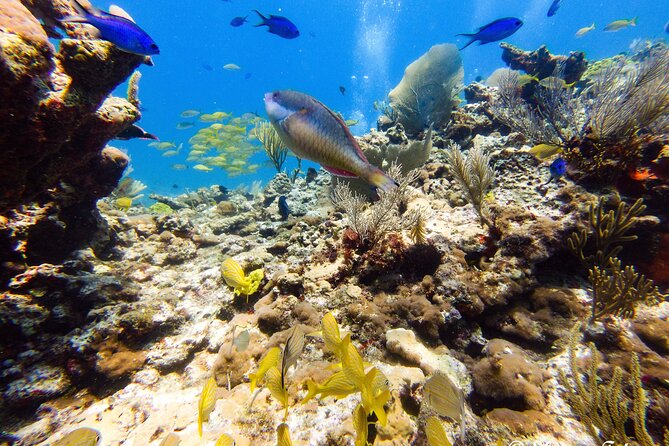 MUSA Museum and Colorful Reef 2 Tank Dive-Certified Divers - What the crew adds to the experience