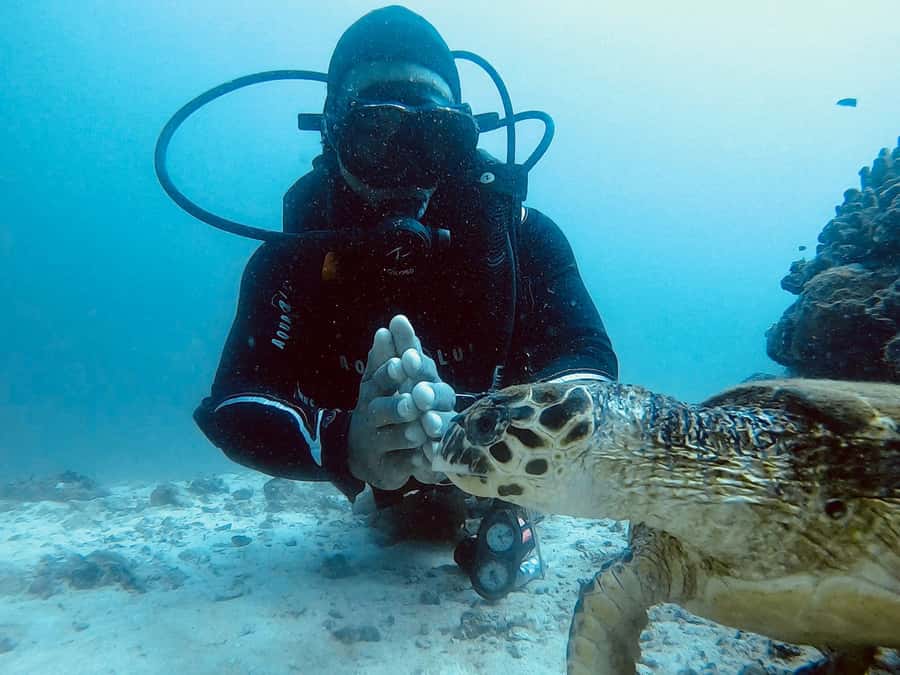 Muscat: Daymaniat Islands Scuba Diving for Beginners - Why this Muscat morning is a good first try