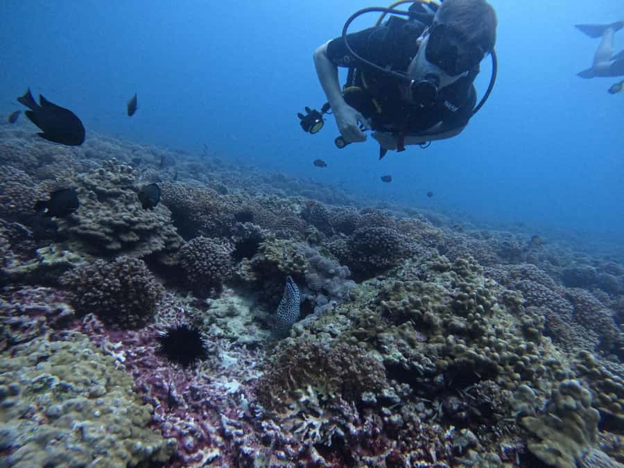 Muscat: Daymaniat Islands Scuba Diving for Beginners - 8:15 AM departure from Global Scuba