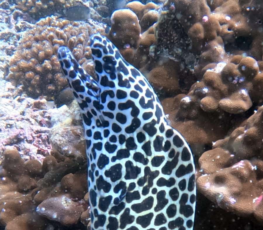 Muscat: Daymaniat Islands Try Scuba Diving - Why the Daymaniat Islands make a good half-day outing