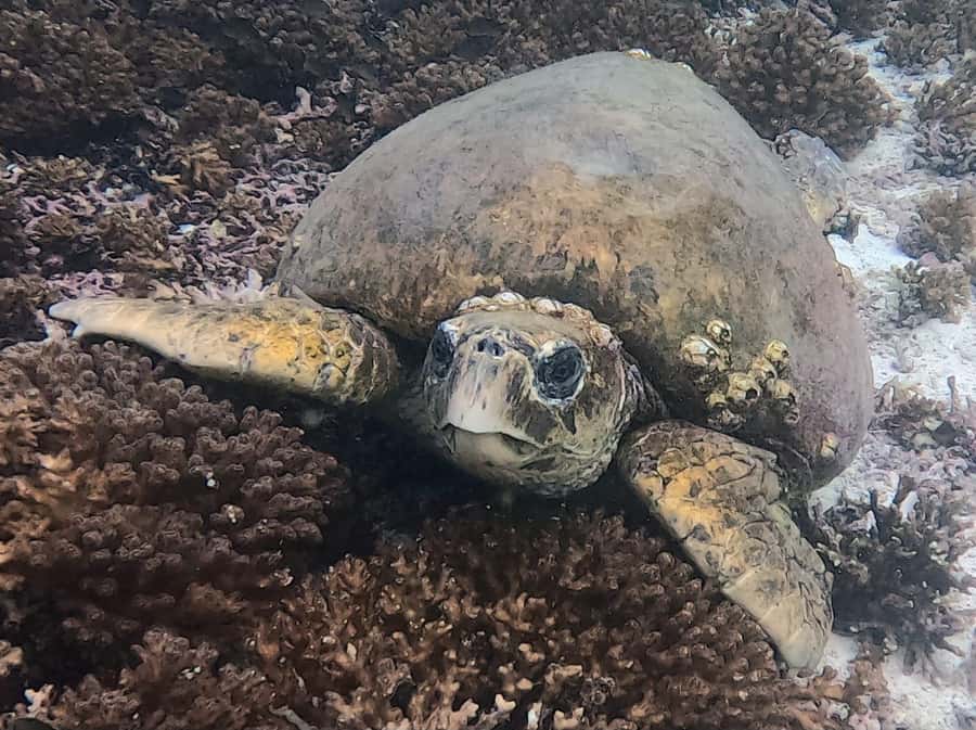 Muscat: Daymaniat Islands Try Scuba Diving - Food, drinks, and the pace between sessions