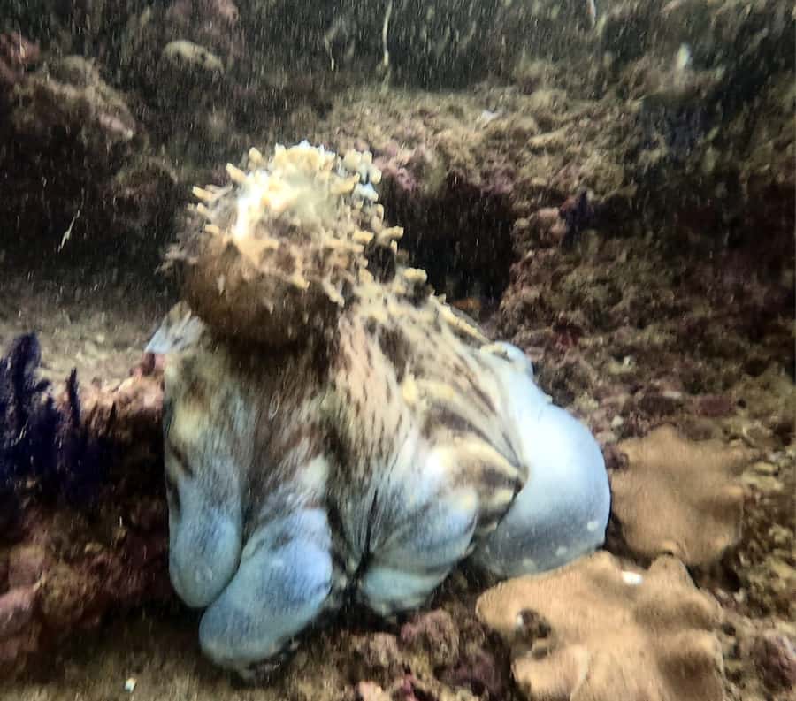 Muscat: Daymaniat Islands Try Scuba Diving - Is $217 a fair price?
