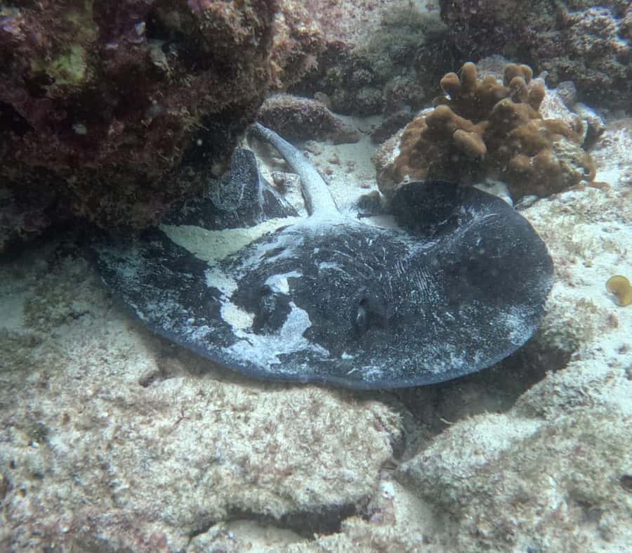 Muscat: Daymaniat Islands Try Scuba Diving - My call: book it if the water is your priority