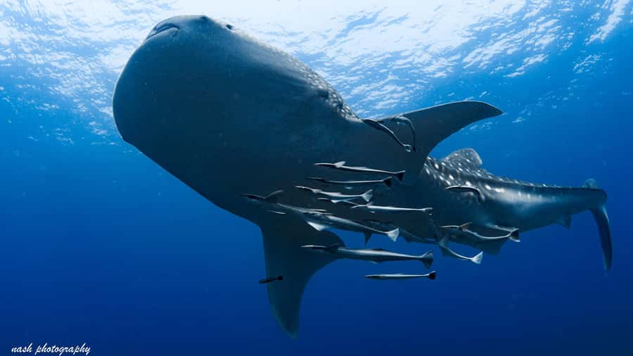 Muscat: Daymaniyat Island Scuba Dive 2 locations + BBQ Lunch - Key points to know before booking