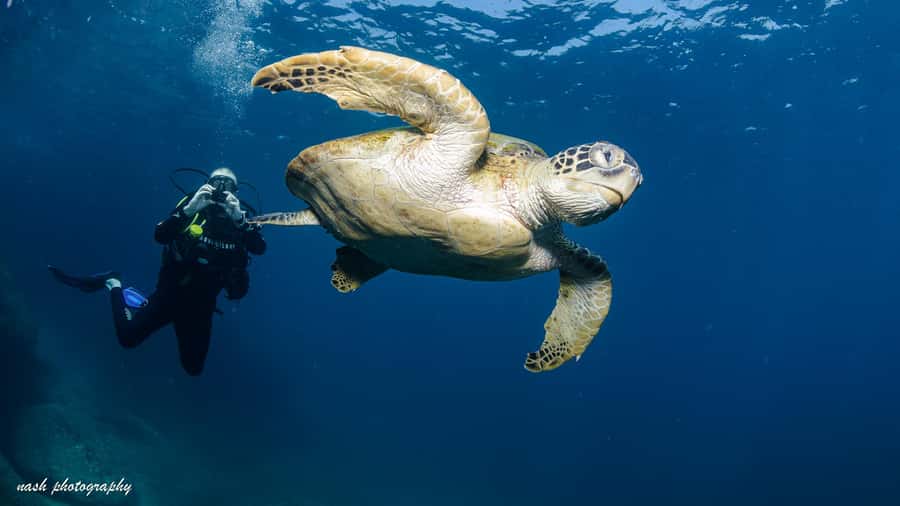Muscat: Daymaniyat Island Scuba Dive 2 locations + BBQ Lunch - First 1.5-hour session at Daymaniyat
