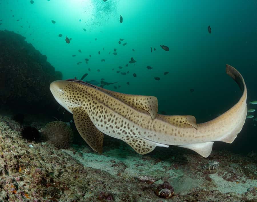 Muscat: Daymaniyat Island Scuba Dive 2 locations + BBQ Lunch - What the MolaMola setup adds