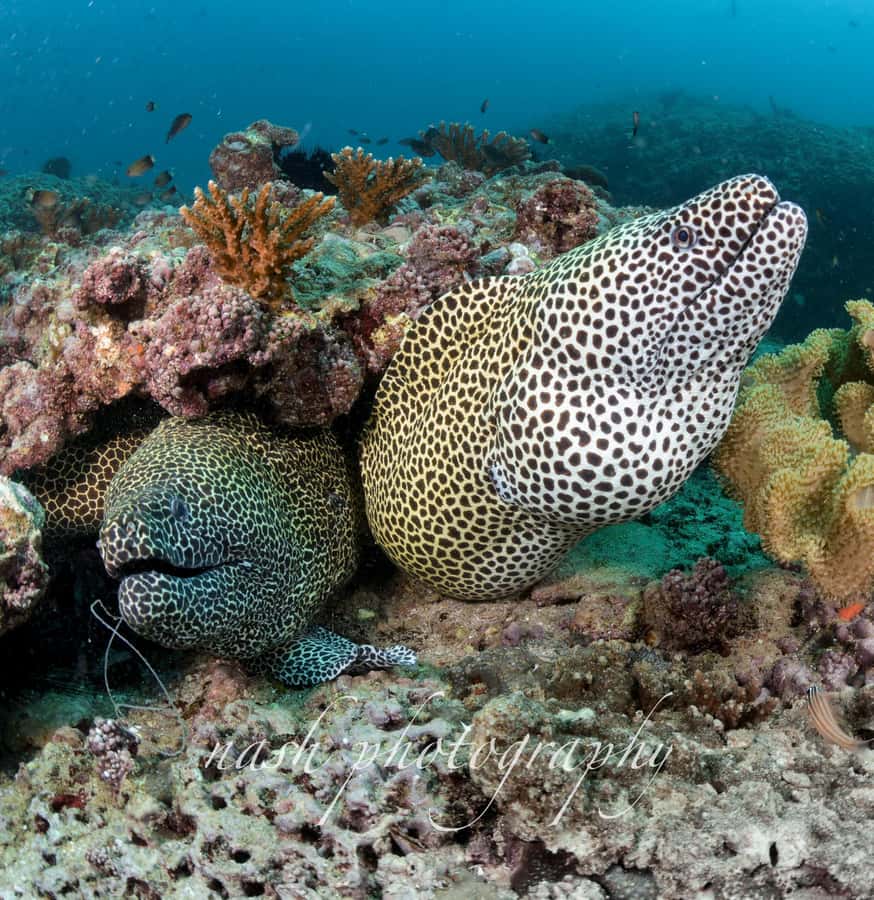 Muscat: Daymaniyat Island Scuba Dive 2 locations + BBQ Lunch - Is $199 a fair price?