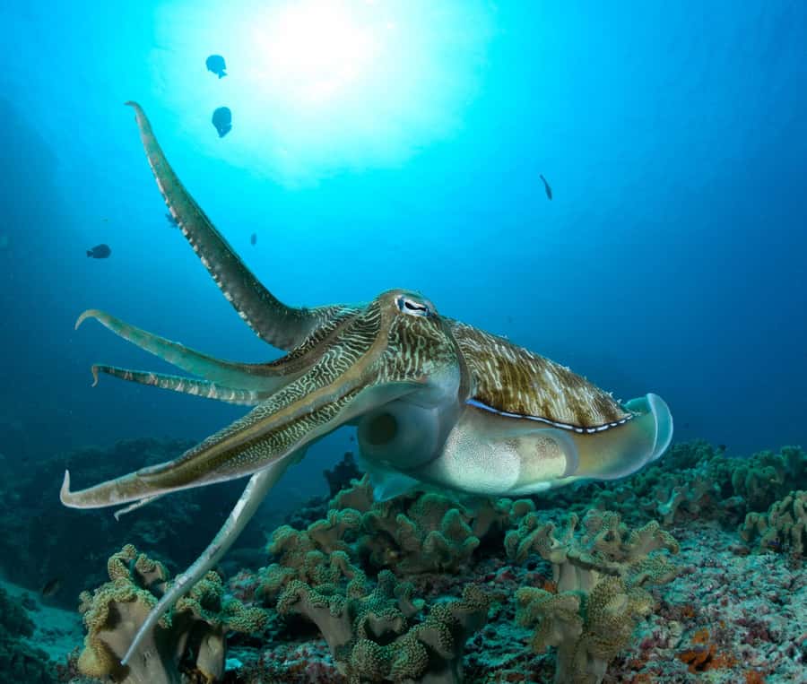 Muscat: Daymaniyat Island Scuba Dive 2 locations + BBQ Lunch - The 45-minute ride from Al Mouj Marina
