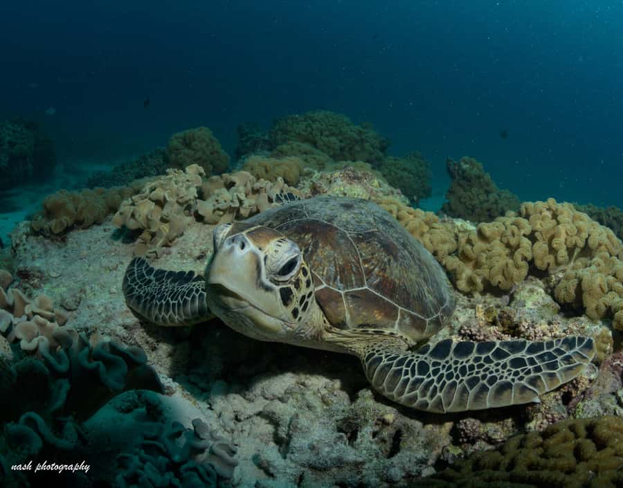 MUSCAT: Daymaniyat Island Snorkeling & Try-Dive + BBQ Lunch - Starting at Al Mouj Marina