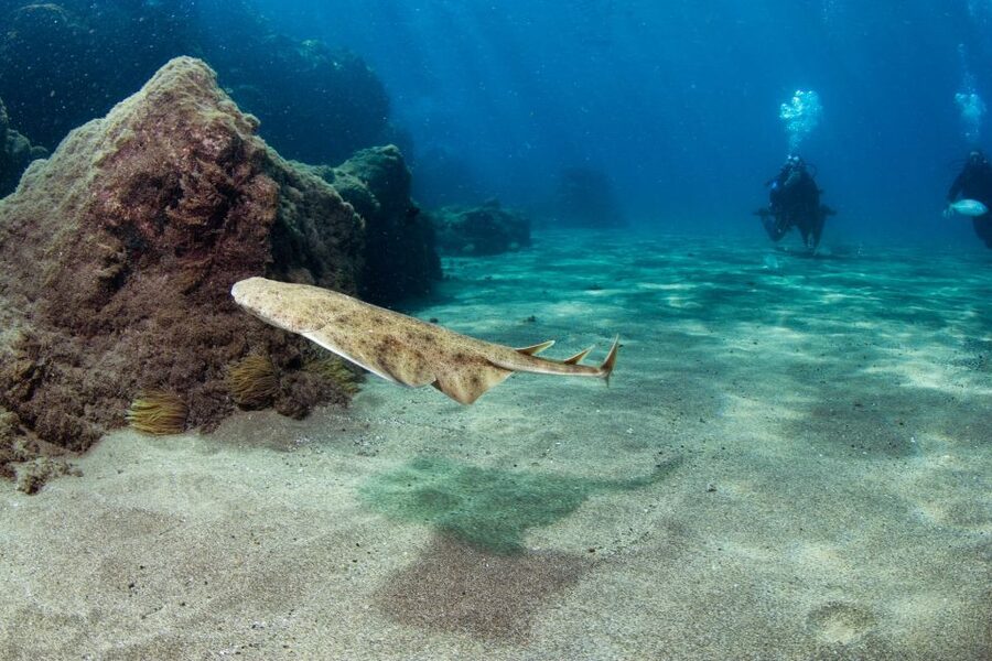 Museo Atlantico: Diving Class for Non-Certified Divers - Why Museo Atlántico Is Worth the Effort