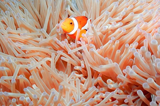 Naha: Full-Day Introductory diving & Snorkeling in the Kerama Islands, Okinawa - Resting on deck between swims