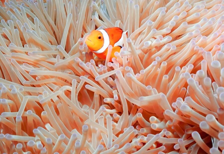 Naha, Okinawa: Kerama Islands Full-Day Intro-Diving Trip - Who Should Book This Day at Sea?