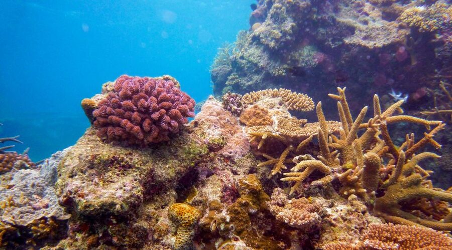 Naha, Okinawa: Kerama Islands Full-Day Intro-Diving Trip - Three Stops, Three Different Ways to See the Reef