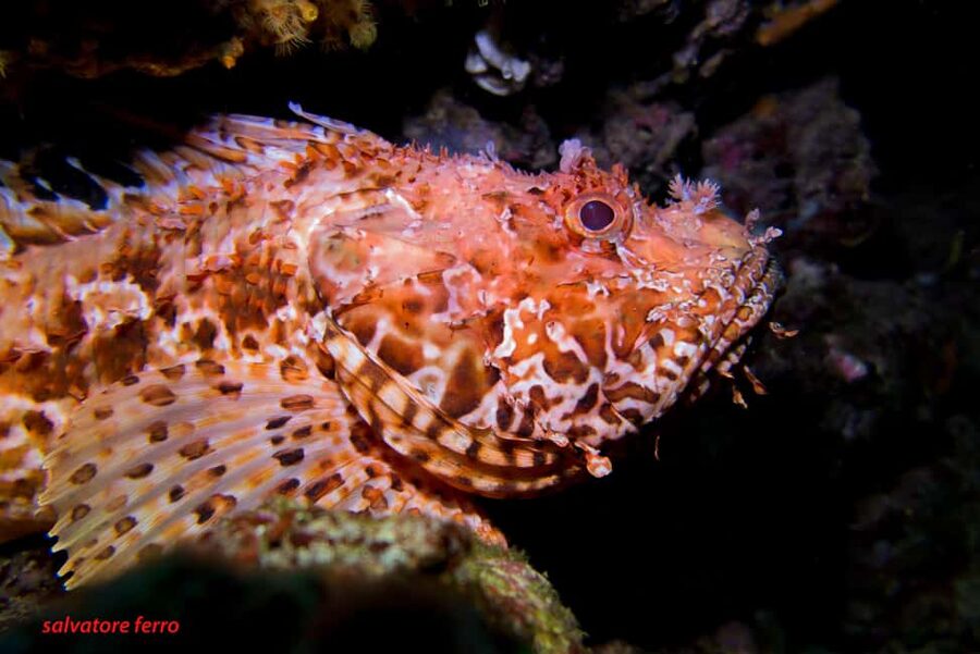 Napoli: Dive or Discover Scuba Diving in the Park of Baia - Who should book this Baia experience?