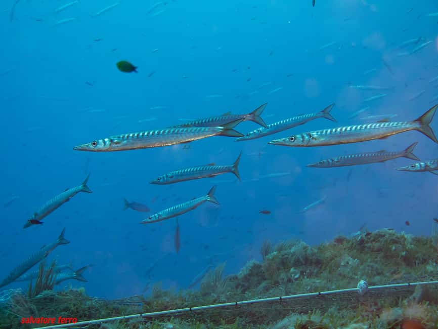 Napoli: Dive or Discover Scuba Diving in the Park of Baia - Practical details to settle before you go
