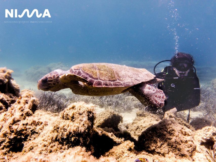 Naxos: Discover Scuba Dive with Nima Dive Center - Is the $188 price good value?