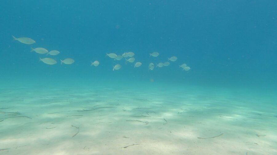 Naxos: Discover Scuba Diving on Agios Georgios Beach - Learning the equipment and breathing technique
