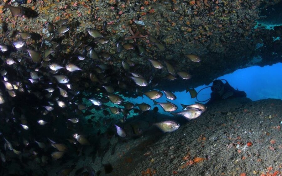 Nha Trang: Scuba Diving Experience for Non-Certified Divers - Coral, fish, and realistic expectations