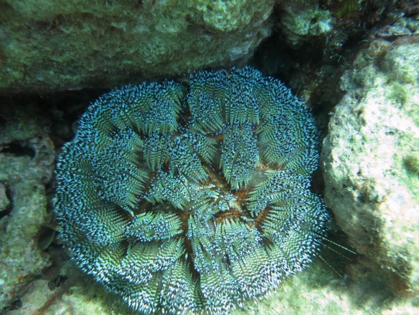 Nha Trang: Scuba Diving Experience for Non-Certified Divers - The best part is the individual instruction