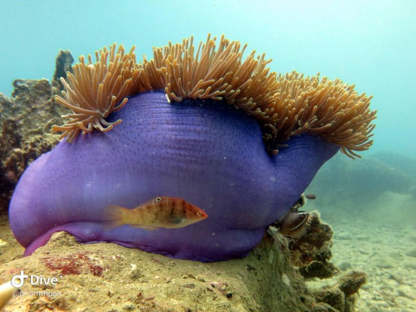 Nha Trang: Scuba Diving Experience for Non-Certified Divers - Waiting is part of the shared-boat format