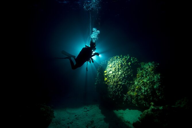 Night Dive Adventure in Oahu - What makes the reef after dark so special